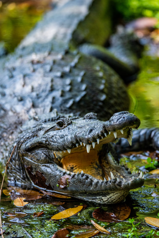 Crocodile Wildlife Photography, Rio Lagartos Mexico